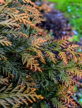 Ember Waves Western Arborvitae