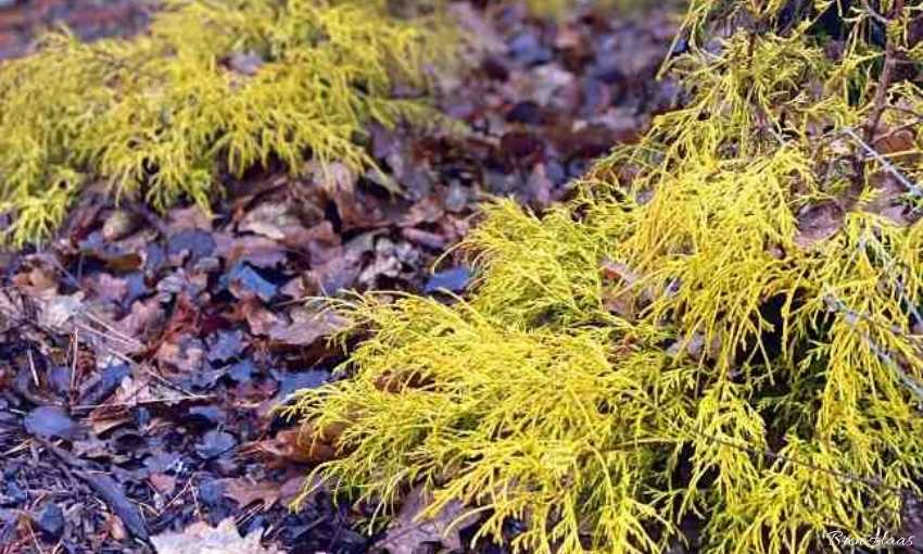 Ember and Golden Conifer Winter Interests in Landscape