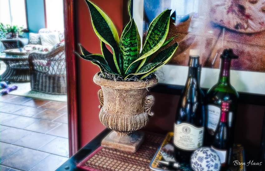 Repotting A Snake Plant in a Decorative Container