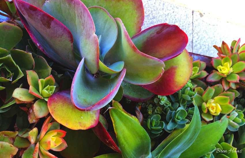Kalanchoe luciae “Flapjack” Easy To Care For Year-Round