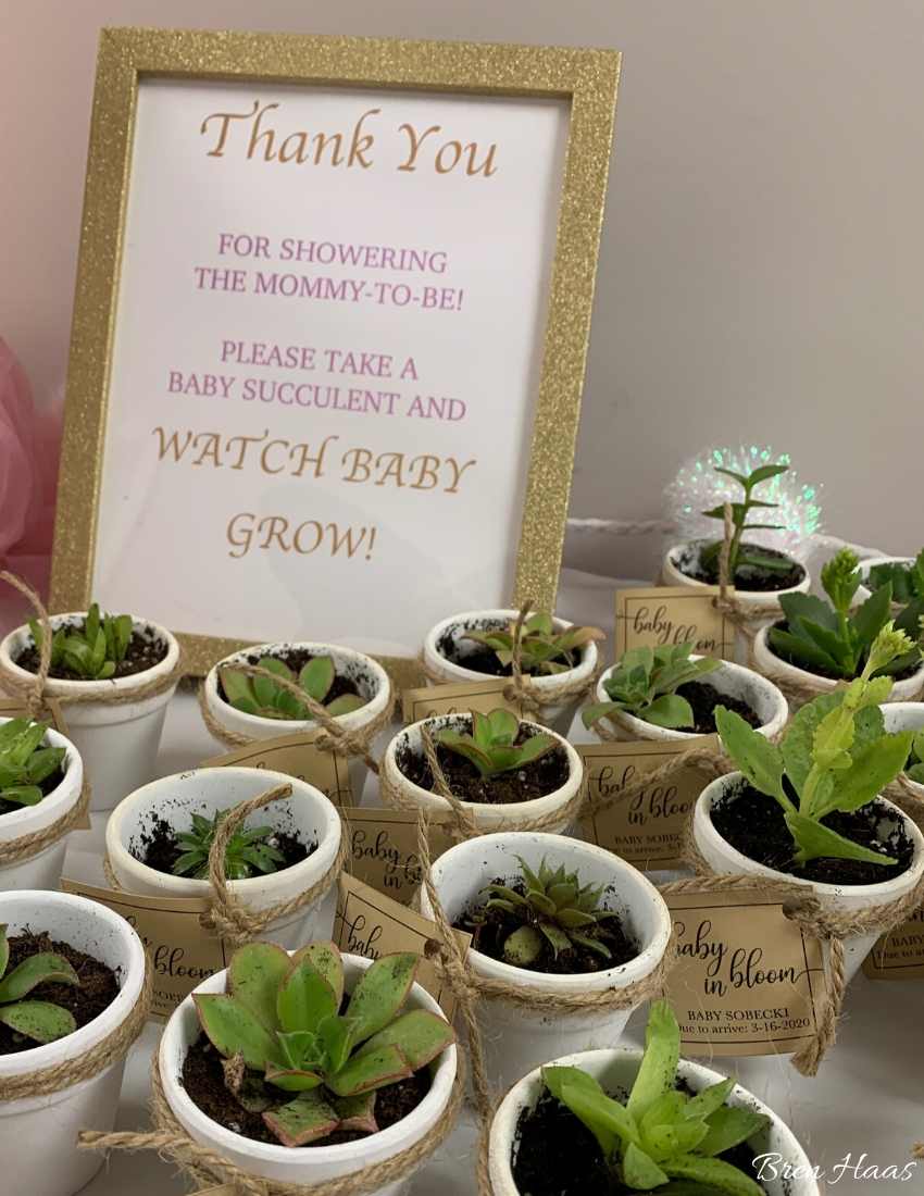 Baby Shower Gift Succulent