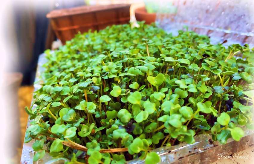 How to Get Started Growing Microgreens