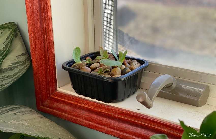 Planting Succulents in Recycled Containers