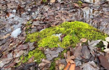 moss growing in woods
