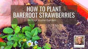 Bare root strawberry planting on YouTube