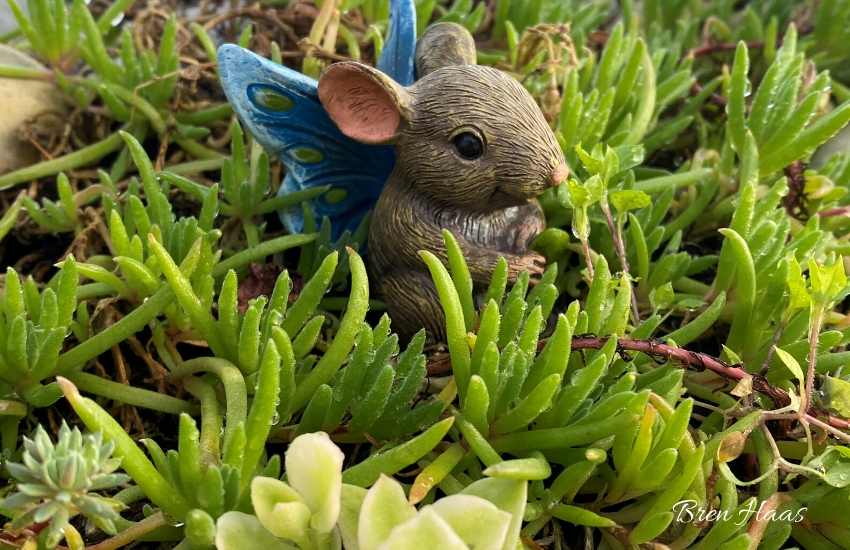 Mouse in Succulents