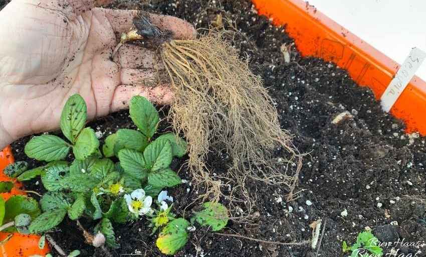 How to Plant and Store Bare Root Strawberry Plants