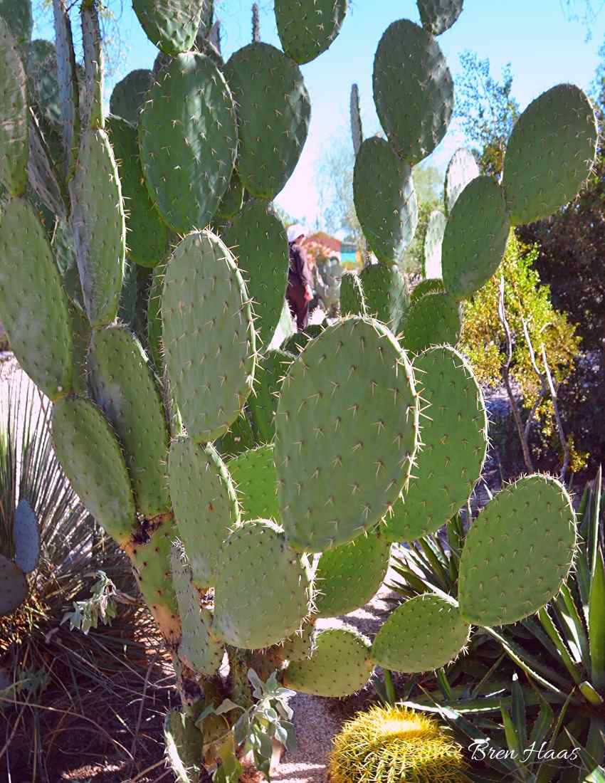 Paddles of a Cactus in Arizona