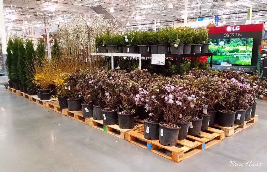 shrubs at costco during spring 2020