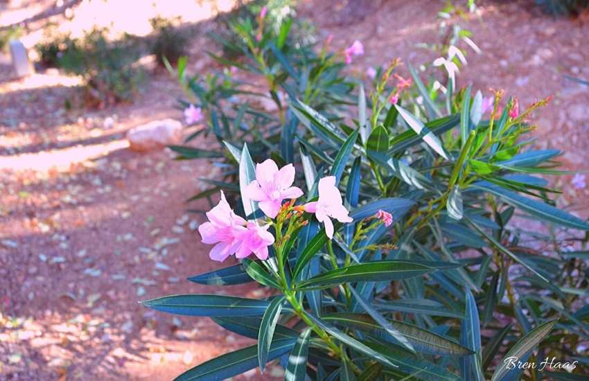 flower arizona
