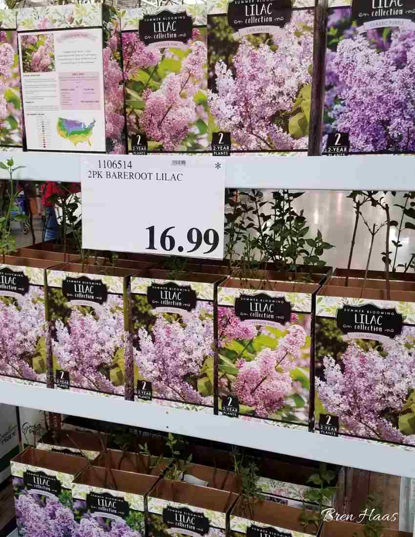 lilac display at costco
