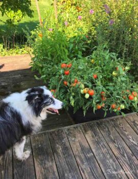 Olivia Loved Tomatoes