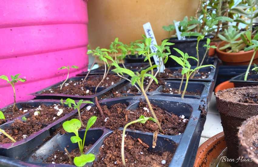 seed starters in transplanter