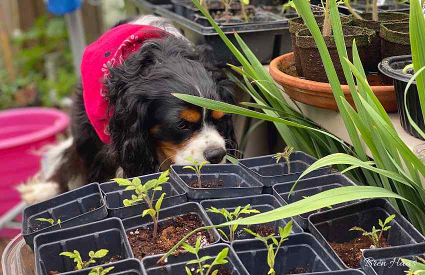 Puppy in the Dome helping with Tomato Plants