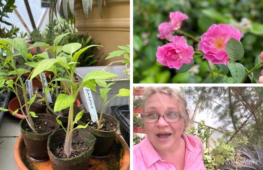 Tomato Starters, Tea Tree and Roses GardenChat Live
