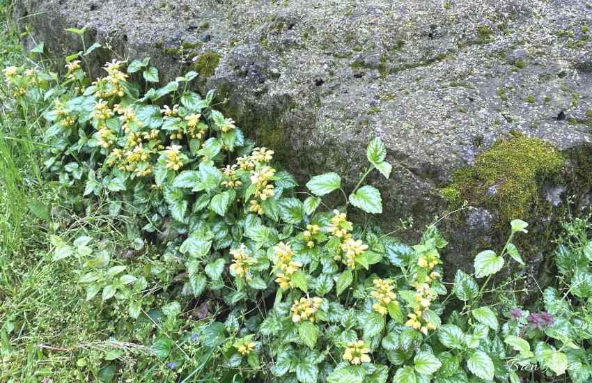 Variegatum Yellow Archangel Plant