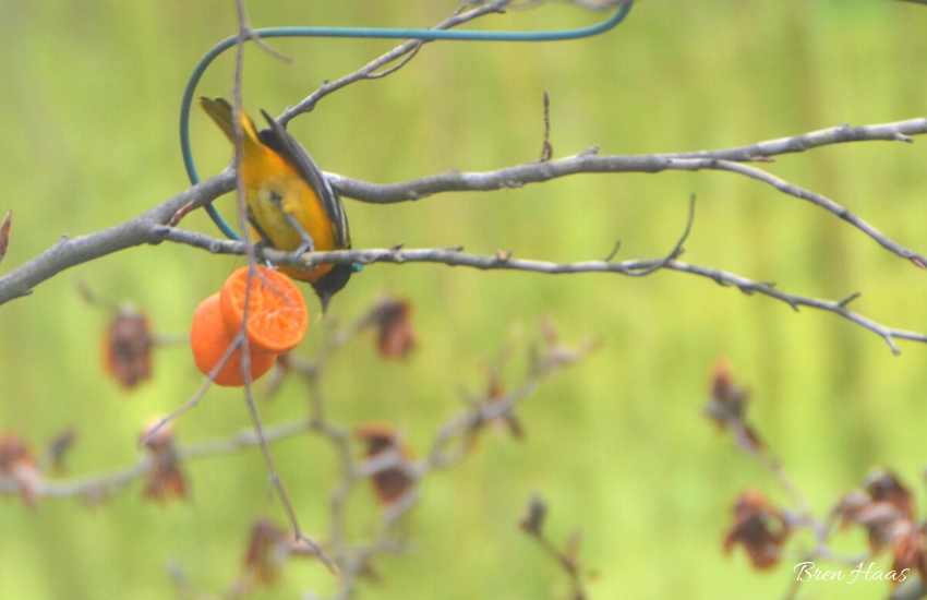 bird eating oranges