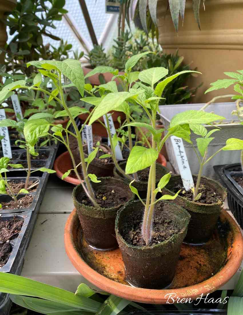 tomatoes from seed