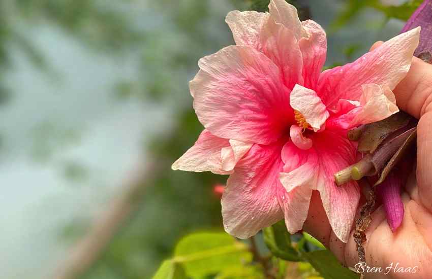 double pink hibiscus