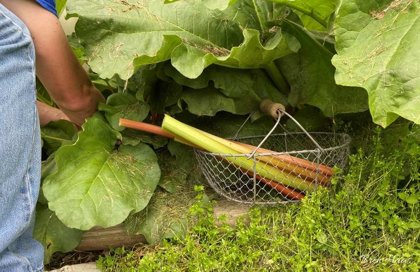 cut rhubarb in the garden