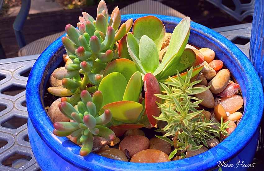 Succulents Planted in Blue Container on Hot Deck