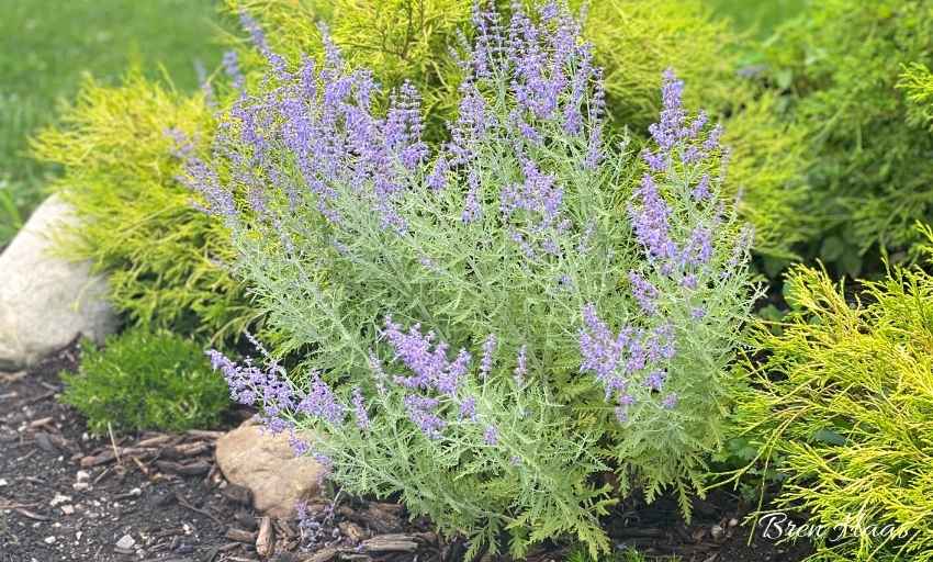 Growing Denim N’ Lace Russian Sage In Your Garden
