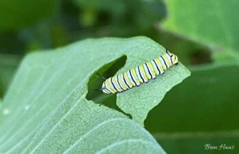 milkweed with caterpillar