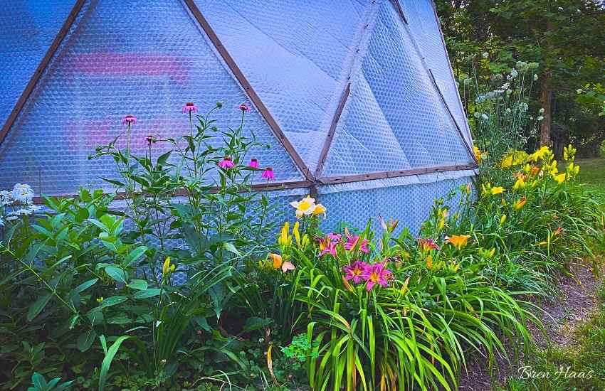 Daylily Around The Dome Garden