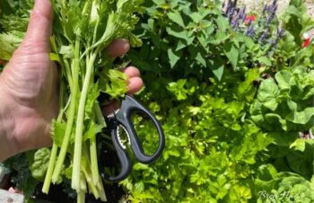 Cutting Celery in the Garden