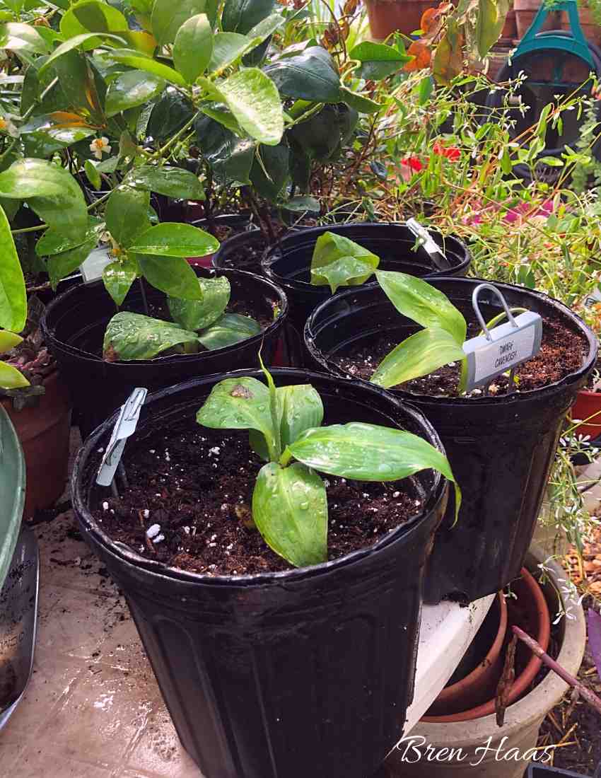 Banana Trees in 1/2 gallon containers