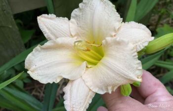 Lullby Daylily in Bloom