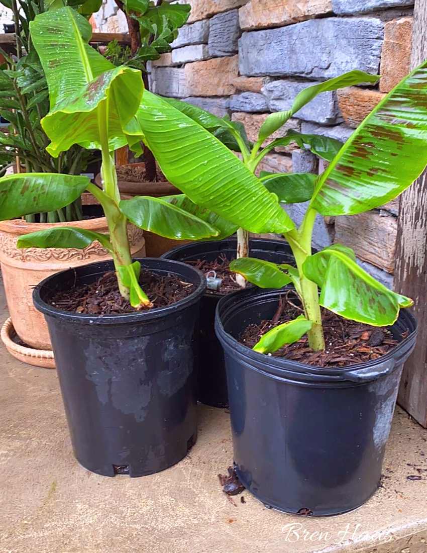 Newly Planted Bananas