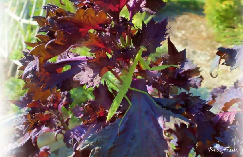 Green and Red Shiso Perilla Growing Tips and Tea Recipe