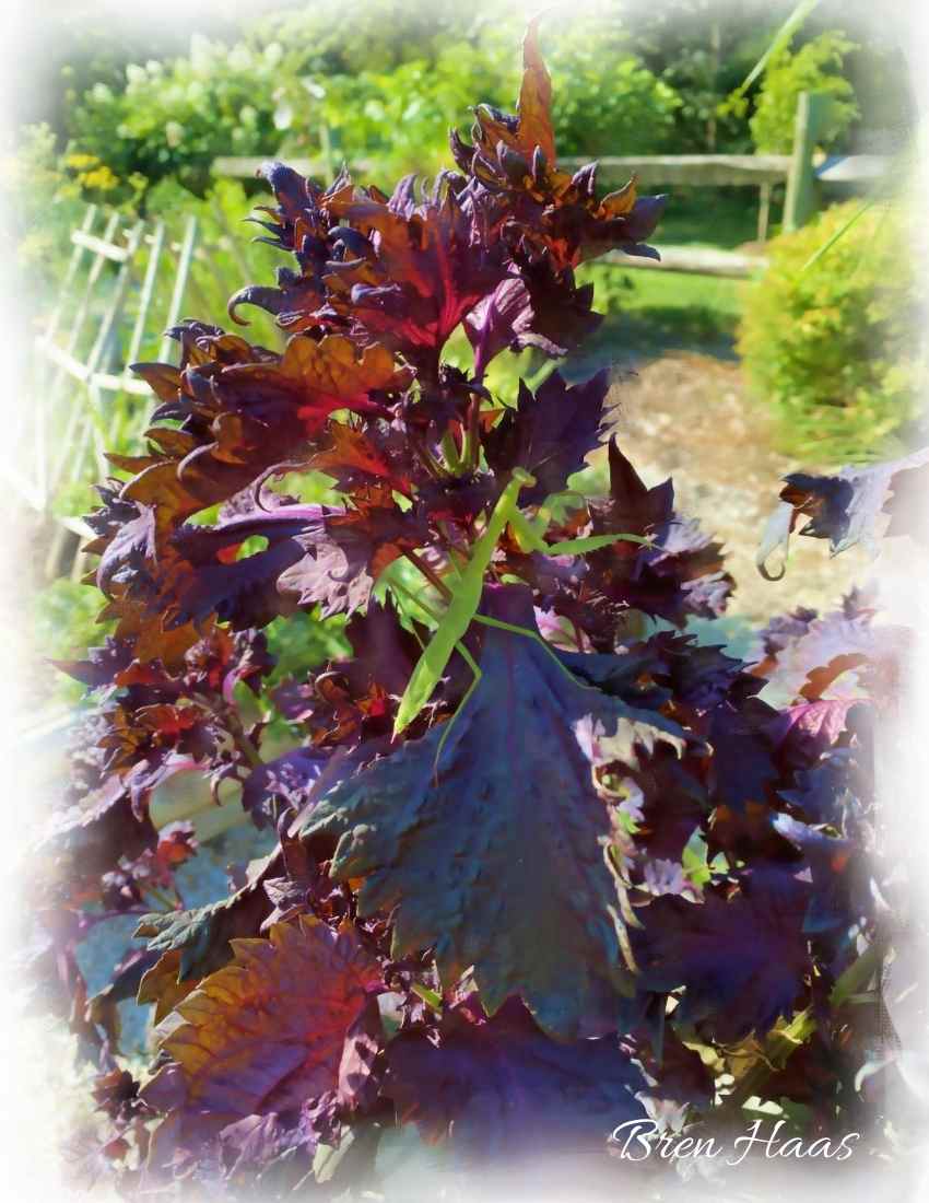 Red/Purple Perilla Japanese Basil 450++ Shiso Seeds Red Mint NON-GMO