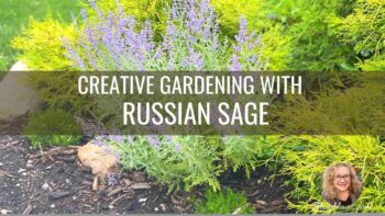 Russian Sage in My Home Garden Video