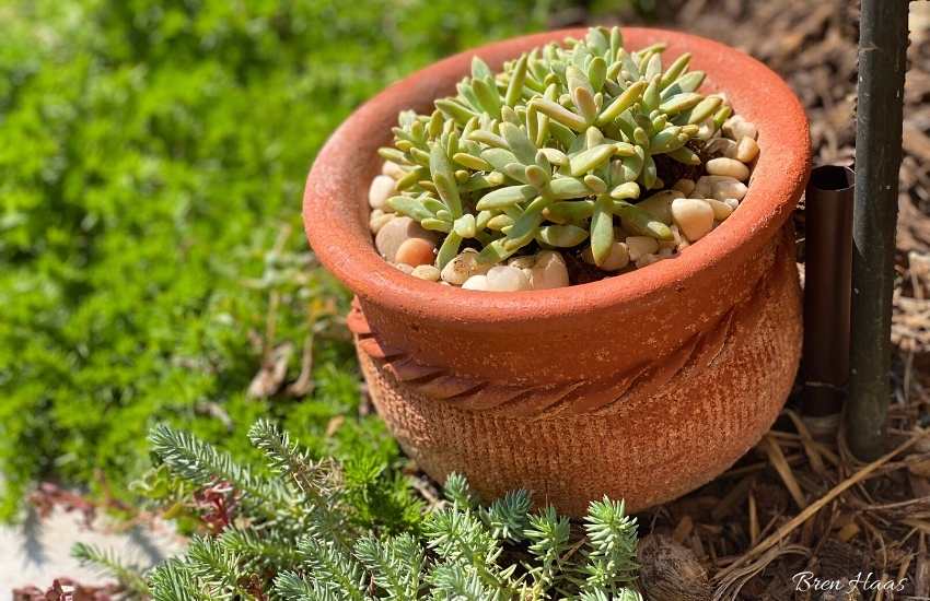Fun Facts About the Blue Pearl Succulent In My Home Garden