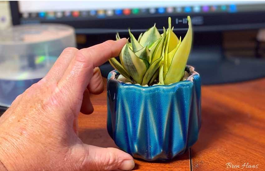 small Snake Plant