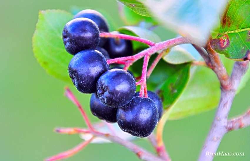 aronia berry on shrub