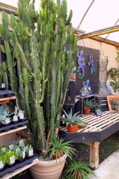 very old and tall cactus at Hoens Garden Center