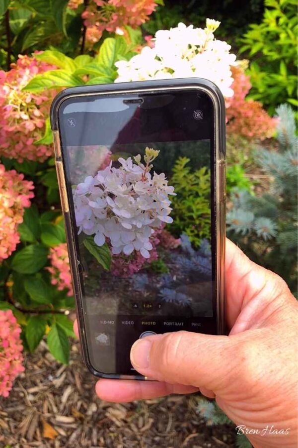 capturing the hydrangea on the iphone 11