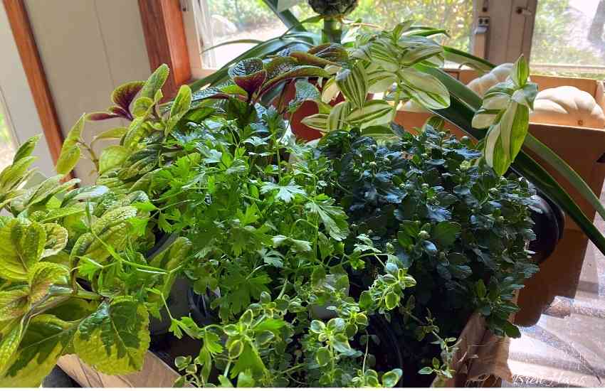 My box of plants