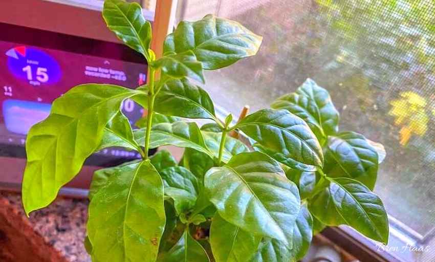 About Coffea Arabica Plant