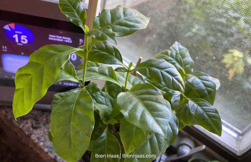 healthy leaves of coffee plant indoors