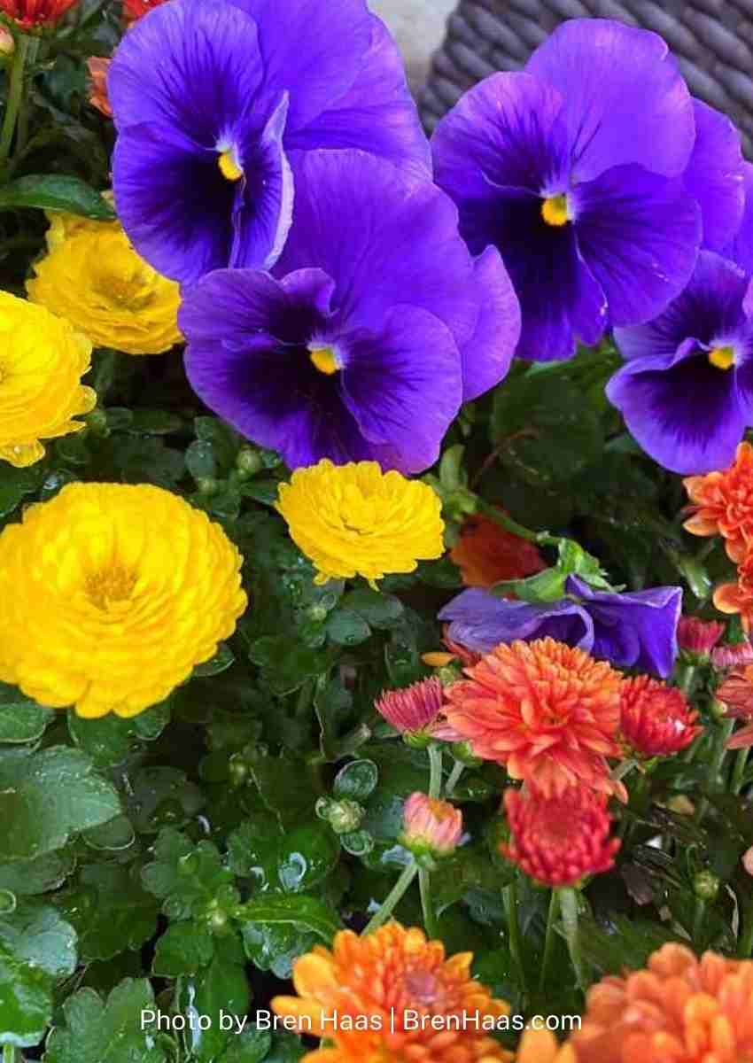 purple yellow and orange blooms in Autumn garden