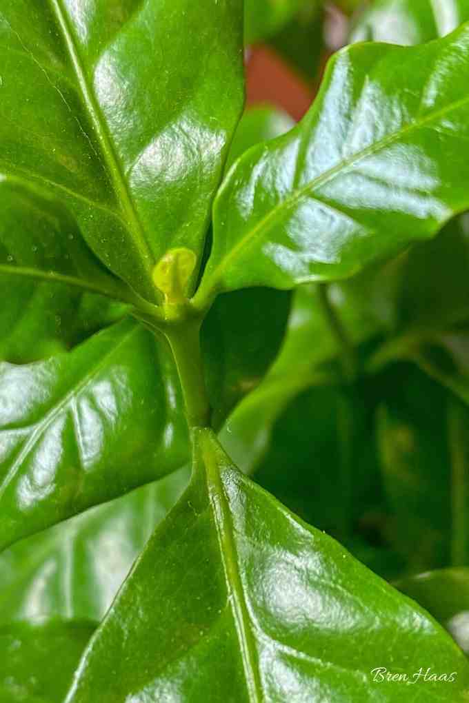 New Growth of Coffee Plant