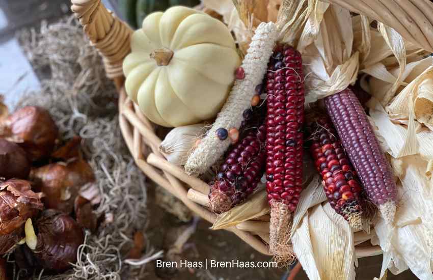 Corn and Gourds I Grew This Year