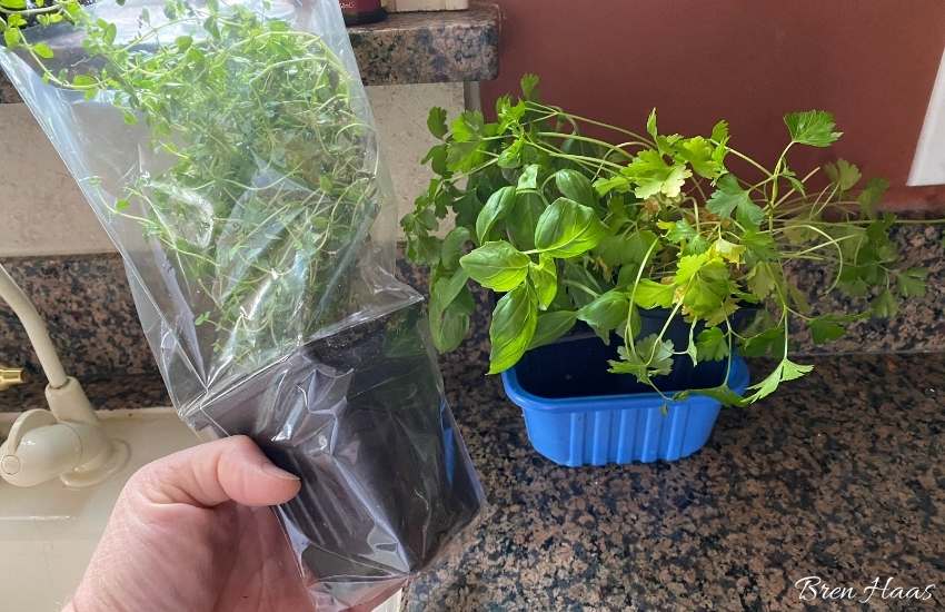 herbs from the store