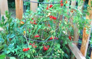 Candyland Tomato Plant in Garden