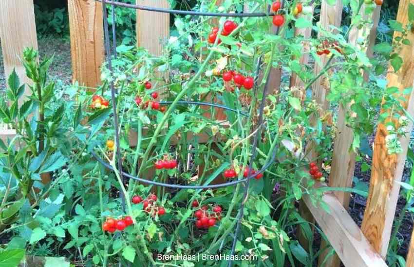 Candyland Tomato Plant in Garden