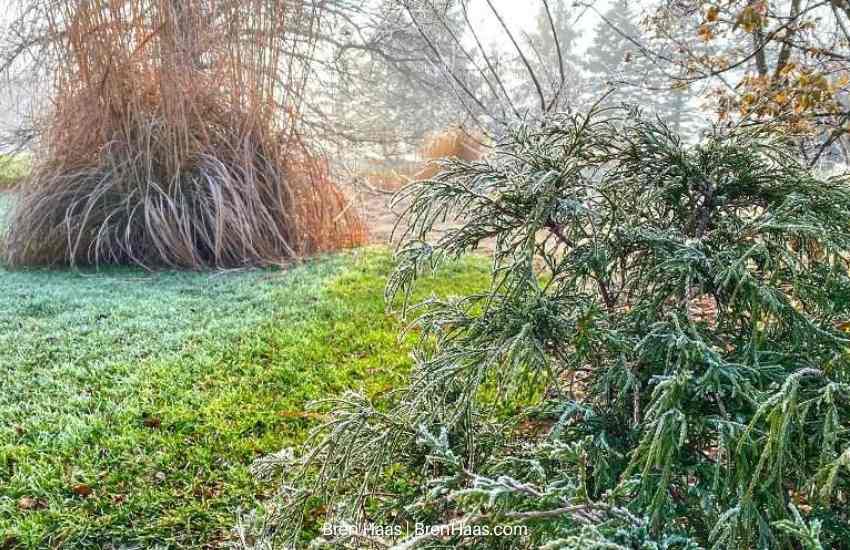 Fog Capture in Garden
